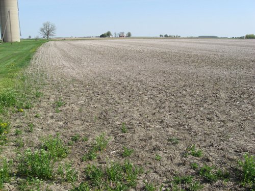 Property photo 15 - 172 Acres Offered in 3 Tracts - Prime Farmland